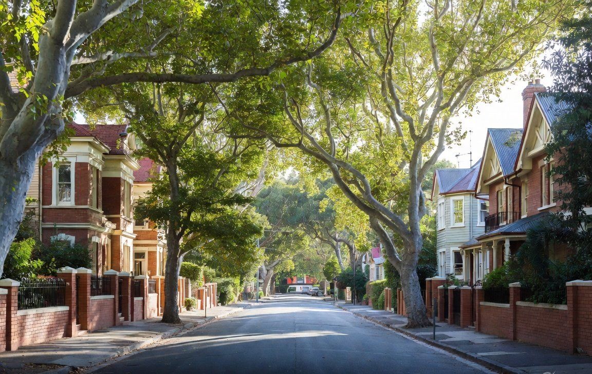 Woollahra terraces under plane trees